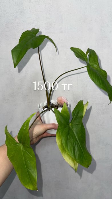 Комнатные растения цветы домашние