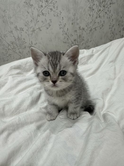 Продам породистых котят