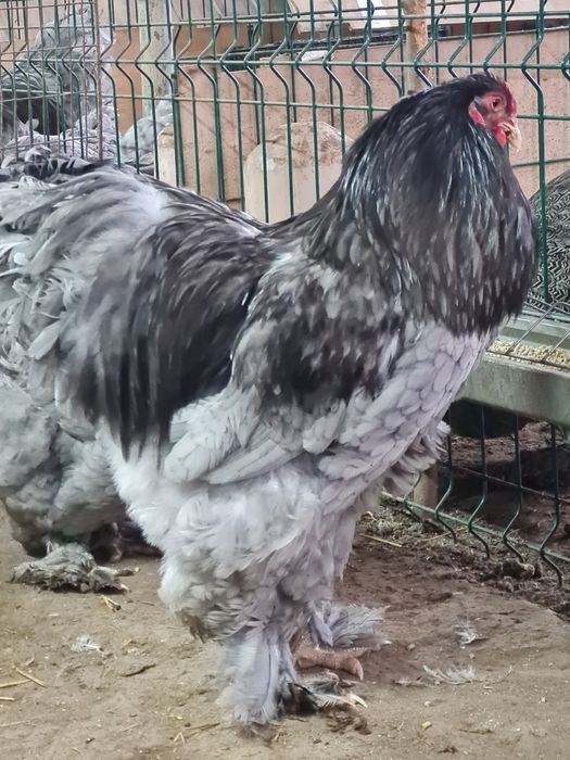 Vand familie brahma albastru