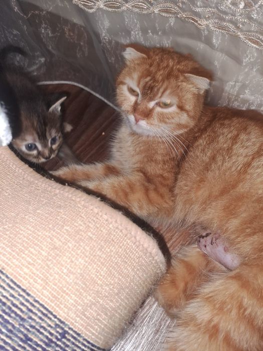 Бесплатно котята  2 месяца мальчики и девочки