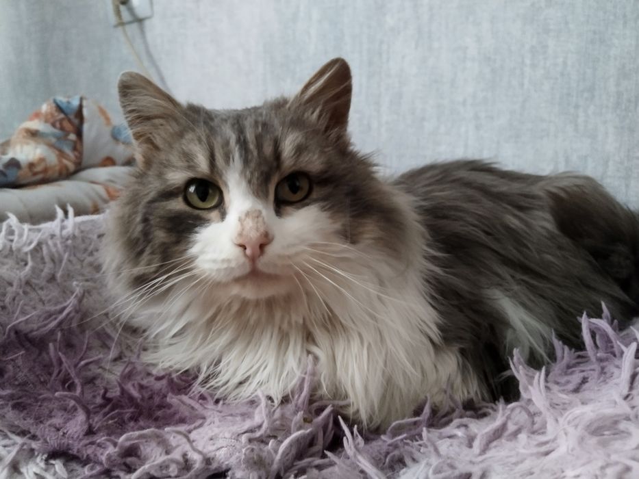 Ищем дом для котика