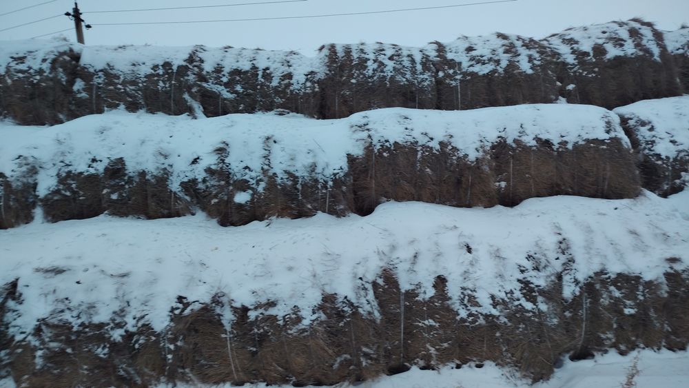 Продам сено в рулонах