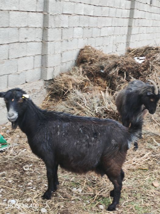 Ешкилер сатылады