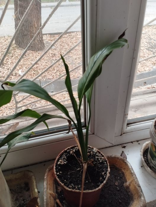 Продам спацефилум ( женское счастье)