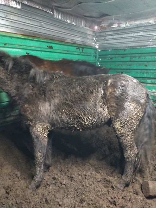 Жылқы, лошади, откорм, соғым