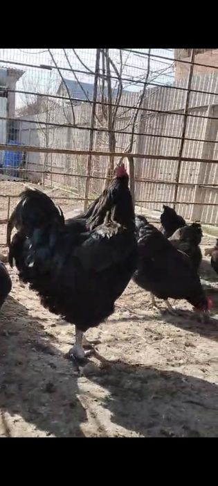 Джерси гигант жұмыртқасы сатылады, крупные