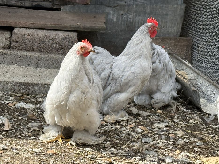 Cocosi de rasa pura