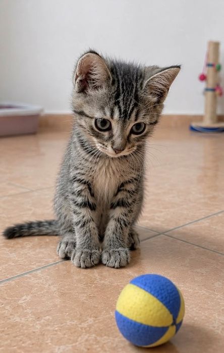 Красивые котята девочки бесплатно!