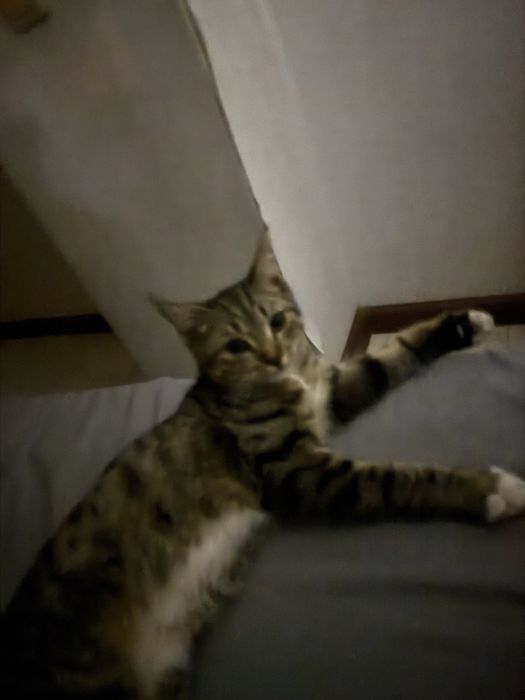 Отдам кота бесплатно