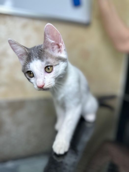 2 pisicuțe pentru adopție