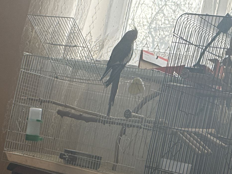 продаеться корелла ручной