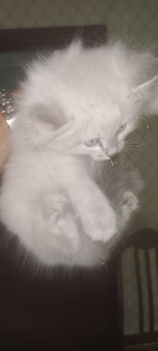 Отдам бесплатно котёнка