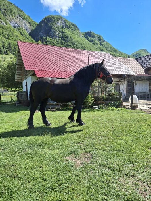 Cai de vânzare alba