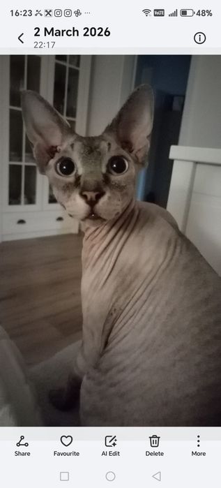 Pisica Sfinx Carnet de sanatate