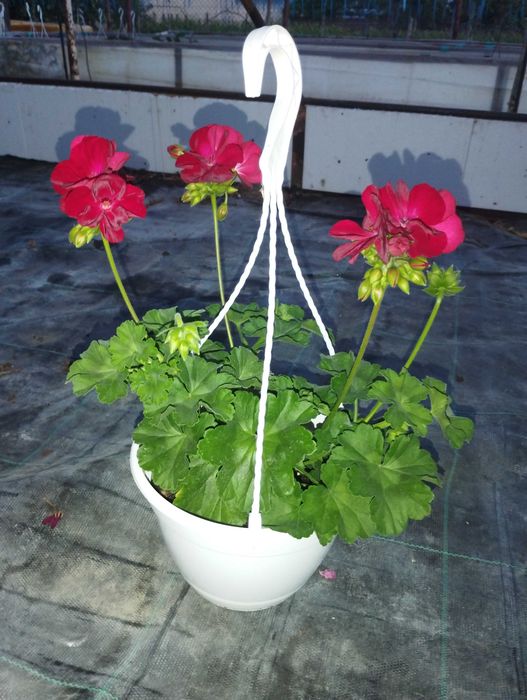Muscate Caliope marime L in ghivece 21cm cu agatator.Avem diferite culori si disponibila cantitate mare.