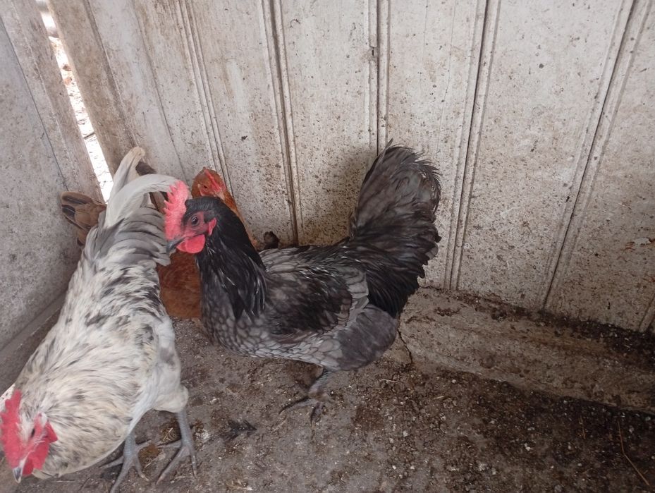 Cocosi australorp