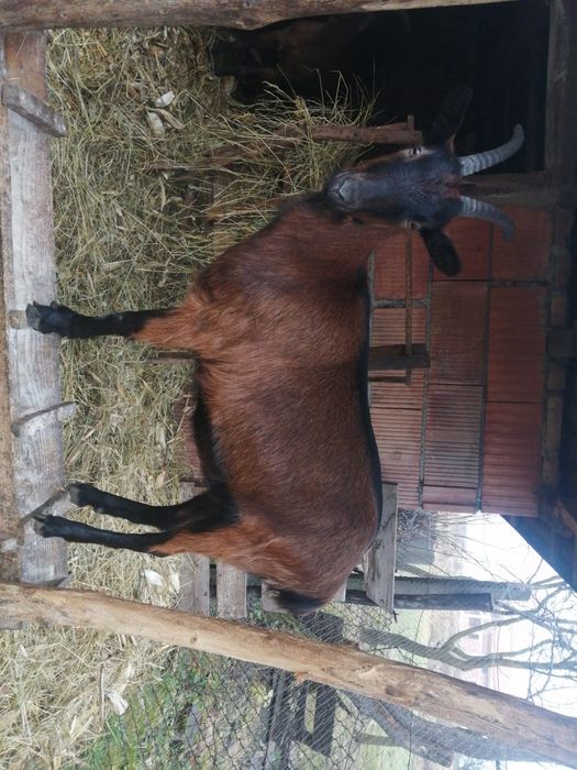 Vand capră alpin francez