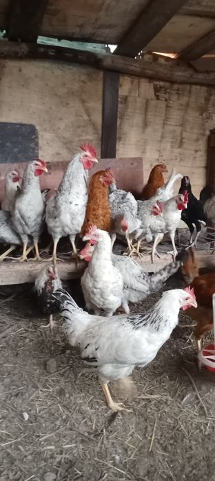 Продам домашнее петухов