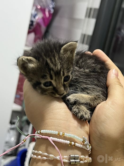 Котята Бесплатно