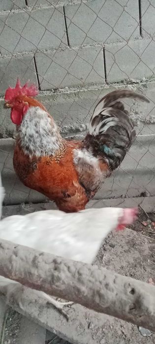 Петух Кораз на продажу