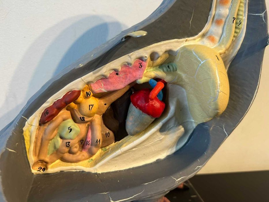 Соц Учебен Анатомичен Модел на Гълъб