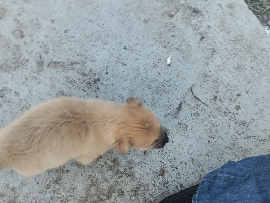 Щенки очень красивые