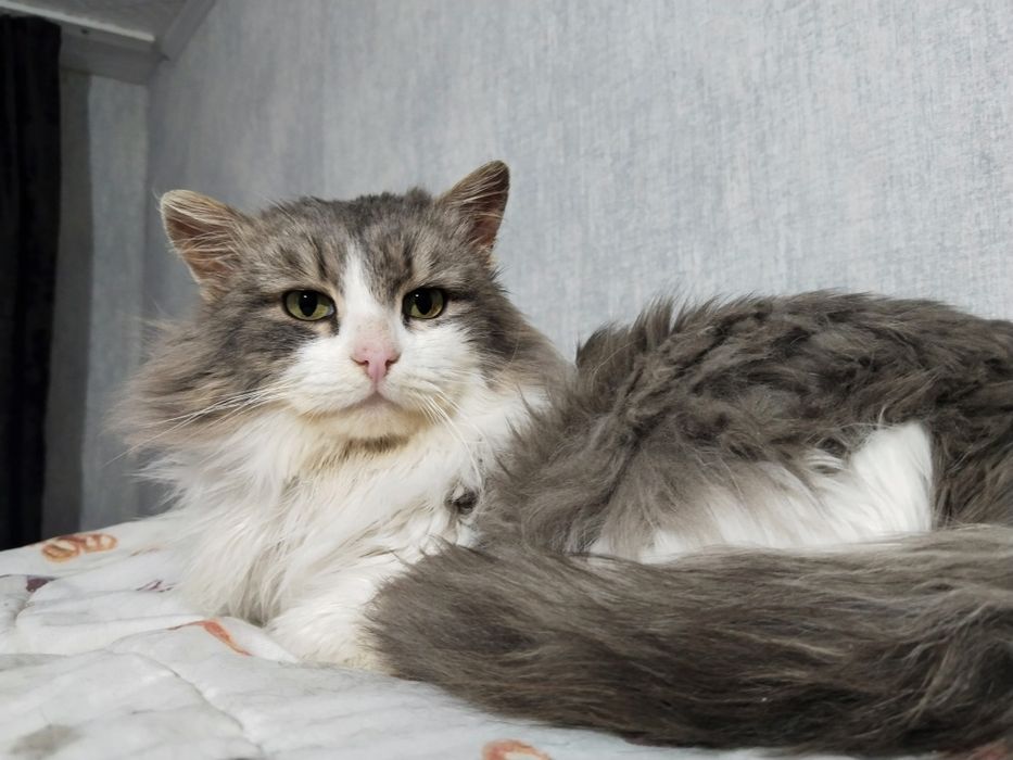 Ищем дом для котика