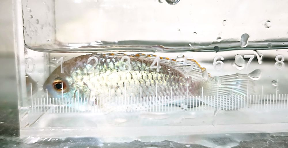 Electric Blue Acara.