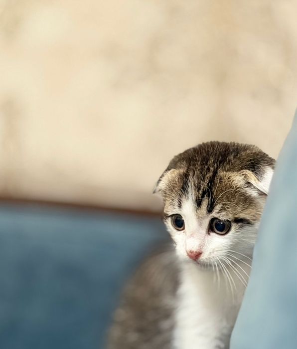 Кошка Шотландский вислоухо