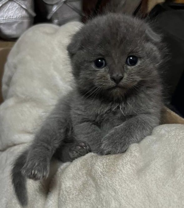 Продаются котята, здоровые.