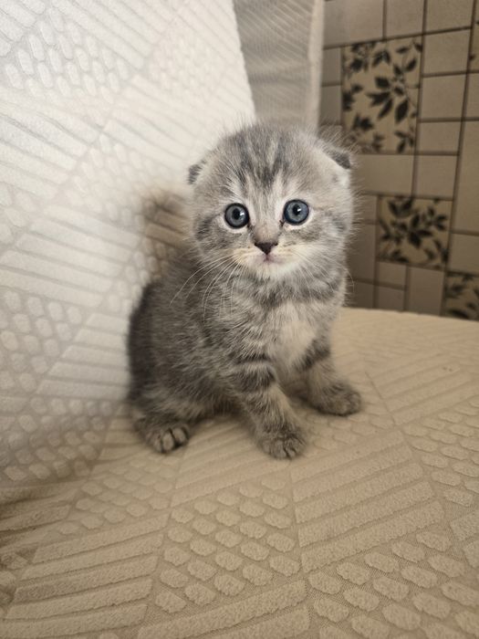 Продаются котята скотиш фолд и скотиш страйт