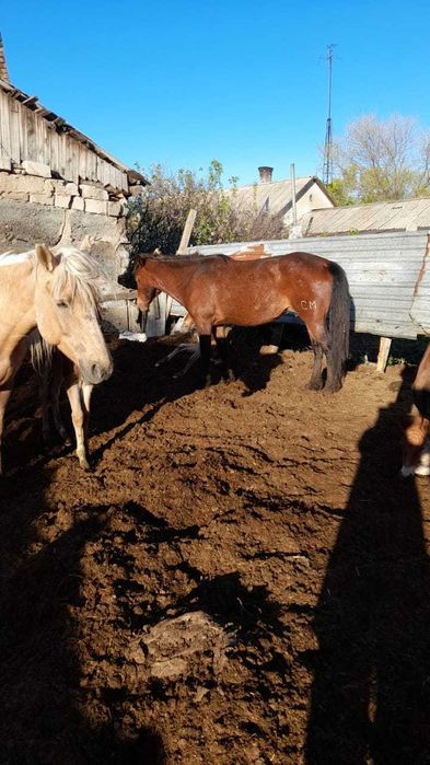 Продам лошадей (кабыла, тай)