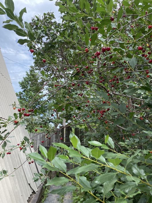 Продаю дачу Цветущии сад