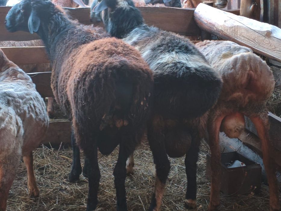 Продам 4 кошкара на племя