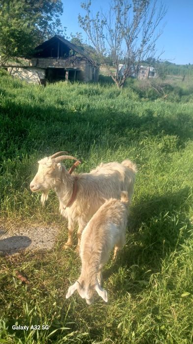 Vînd capră la prima fătare