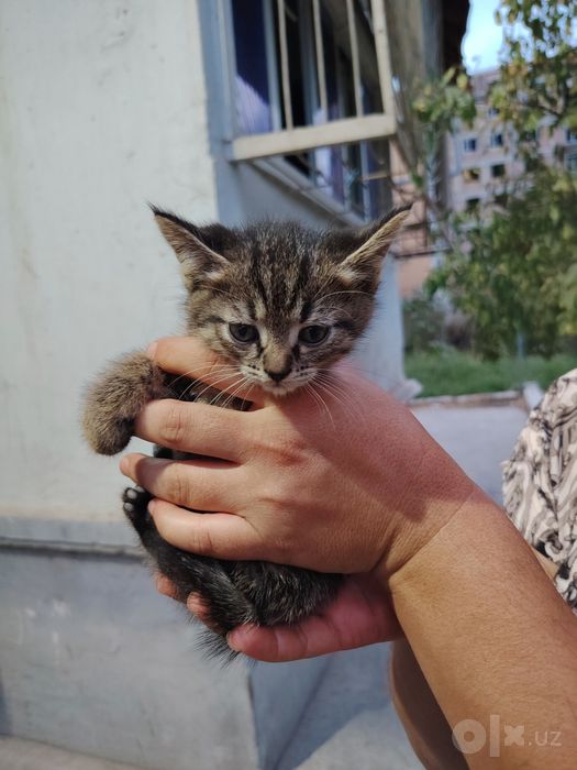Отдим в хорошие руки