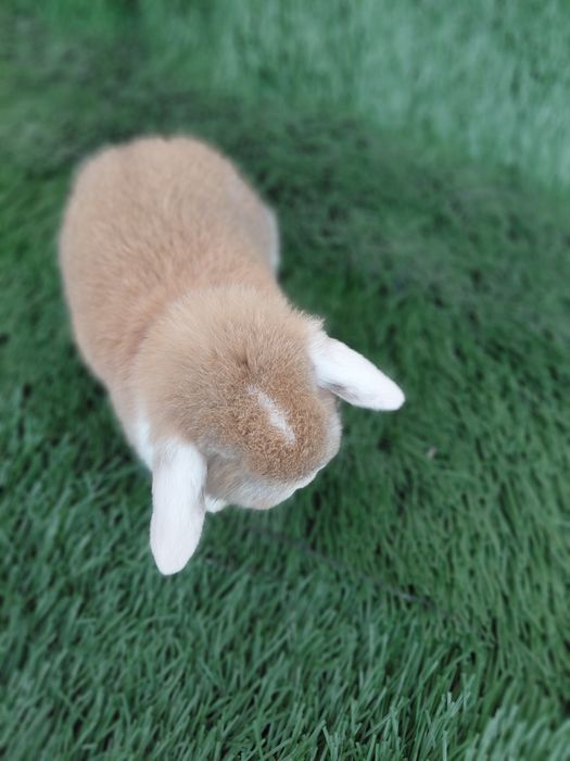 Карлик баран куйчалар совгага болажонларга янги йилга ок кулок ок аёк