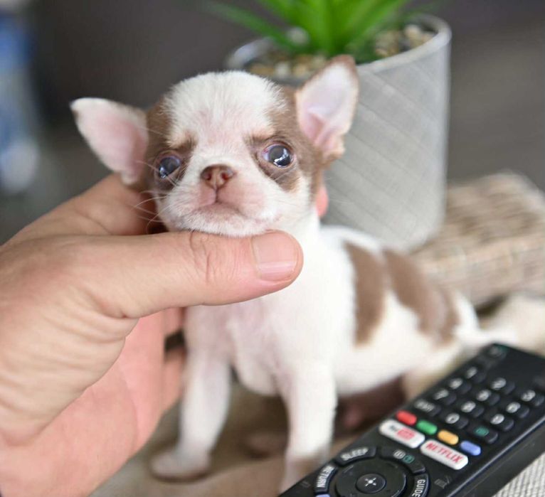 Мъжко миниатюрно чихуахуа бяло шоколадово