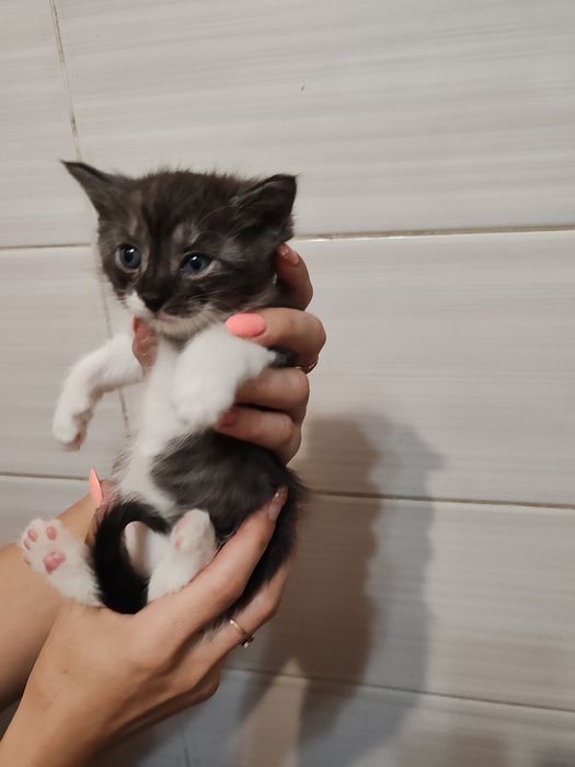 Отдам котят в хорошие руки