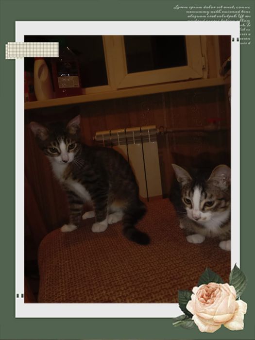 Котята в хорошие руки. Все самцы