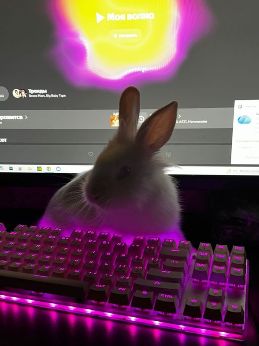 Дикаративный кролик, ручной