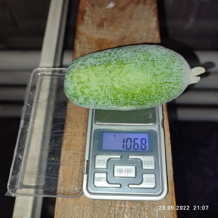 Фейхоа - комнатные плодовые экзоты