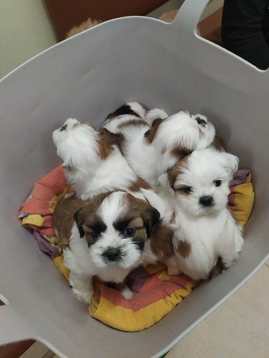 Кученце Ши тцу мъжко