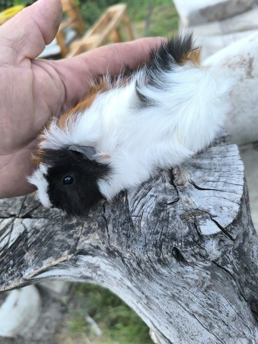 Малки морски свинчета