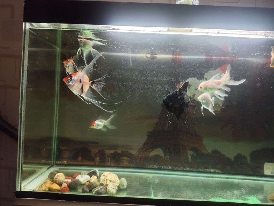 Продаю аквариум с рыбками