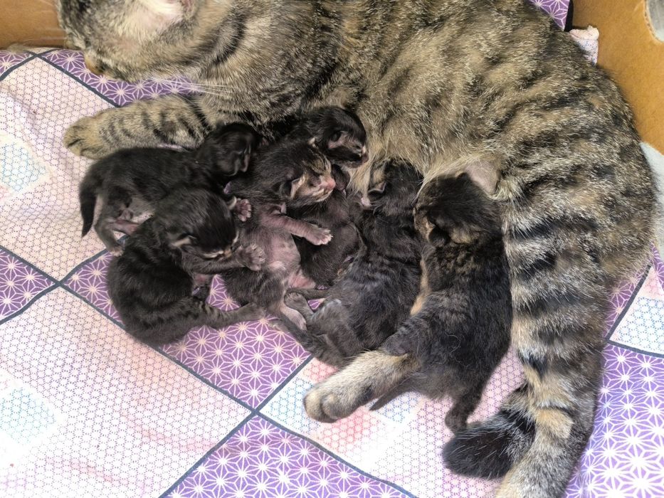 Отдадим даром в хорошие руки.