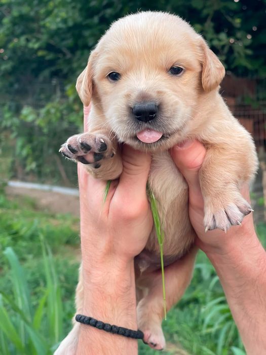 Vând puiuți rasa Golden Retriever