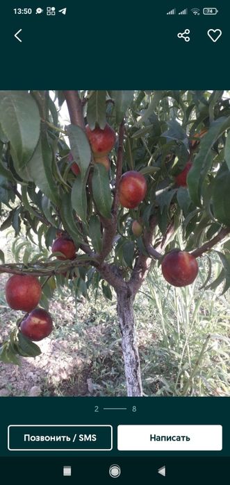 Shaftoli kuchatlari optum narxlarda 12 ta viloyatga dastafkamiz bor