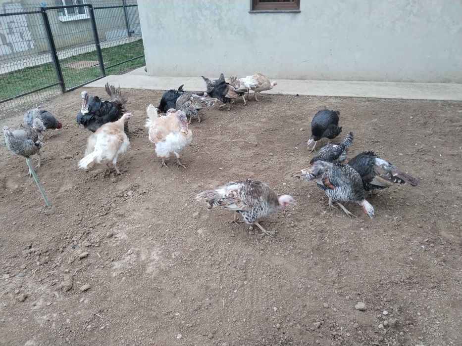 Oua de curca de tara pentru incubat