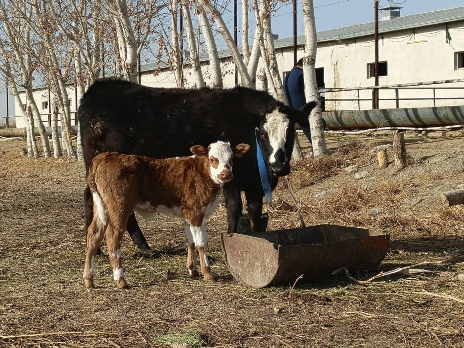 гибрид ангус боласи билан